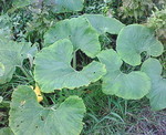 NEC_0016.jpg