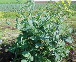 k0429kakina.jpg