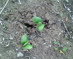k0503edamame.jpg