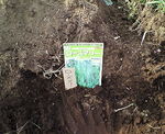 k0506rosemary.jpg